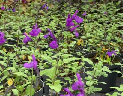 Salvia ‘So Cool Pale Purple’ (grote pot) - Salie