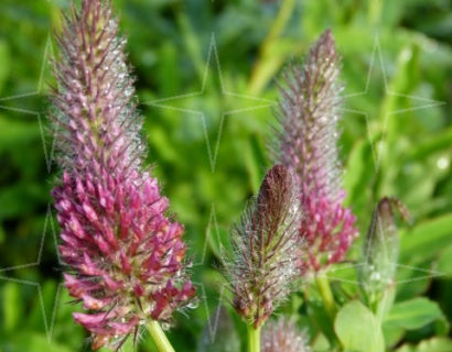 Trifolium rubens - Purperen klaver