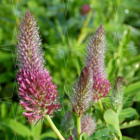 Trifolium rubens - Purperen klaver