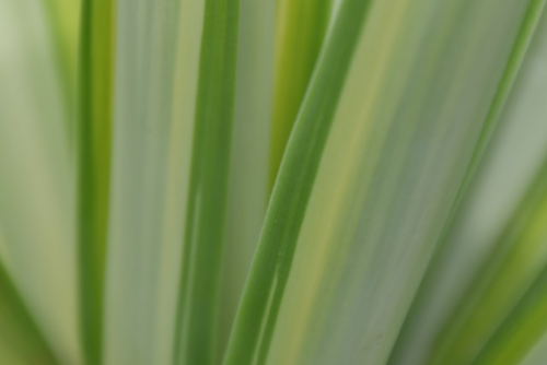 Yucca filamentosa ‘Gold Heart’ - Palmlelie