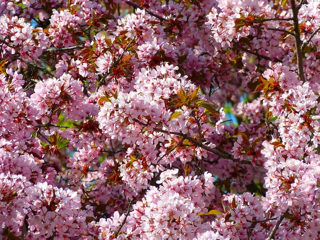 Prunus subhirtella ‘Autumnalis Rosea’ meerstammig - Sierkers