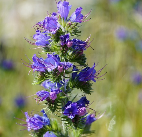 Echium vulgare - Slangekruid