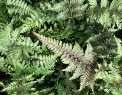 Athyrium niponicum ‘Metallicum’