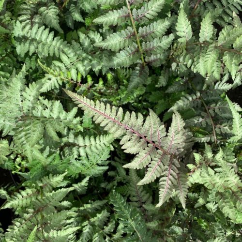 Athyrium niponicum ‘Metallicum’ - Japanse regenboogvaren