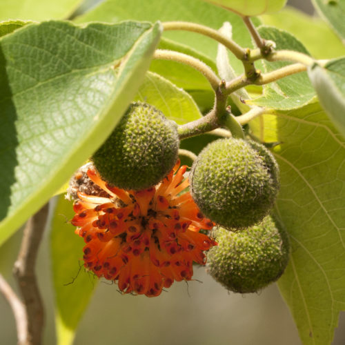 Broussonetia papyrifera - Papiermoerbei