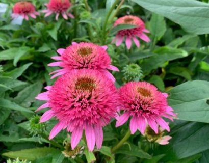 Echinacea ‘Delicious Candy’ (grote pot) - Zonnehoed