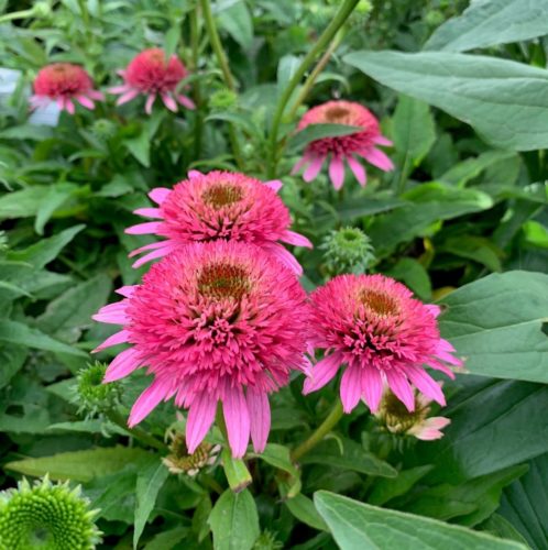 Echinacea ‘Delicious Candy’ (grote pot) - Zonnehoed