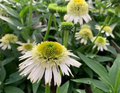 Echinacea ‘Delicious Nougat’ (grote pot) - Zonnehoed