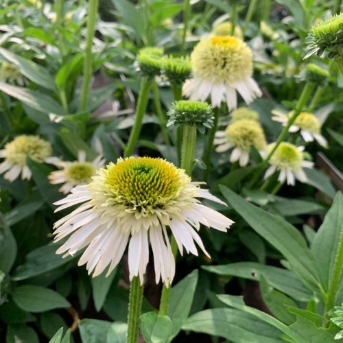 Echinacea ‘Delicious Nougat’ (grote pot) - Zonnehoed