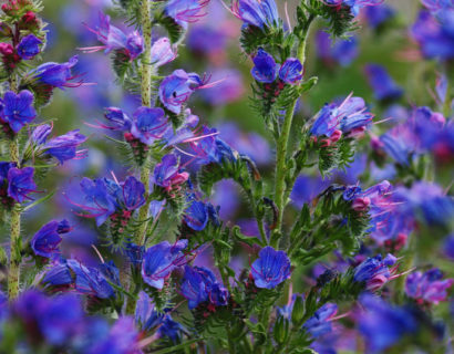 Echium vulgare - Slangekruid