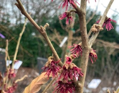 Hamamelis vernalis ‘Amethyst’ - Toverhazelaar