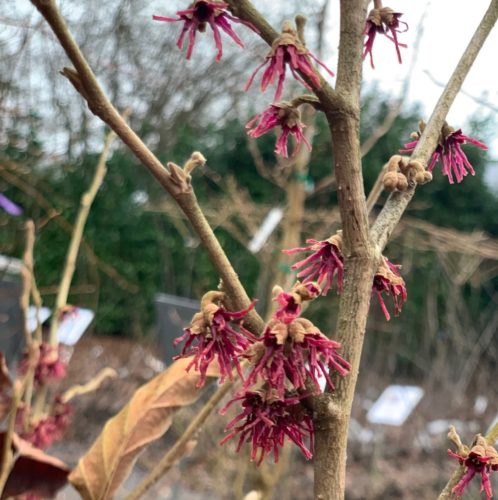 Hamamelis vernalis ‘Amethyst’ - Toverhazelaar