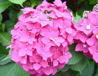 Hydrangea macrophylla ‘Little Pink’ - Hortensia