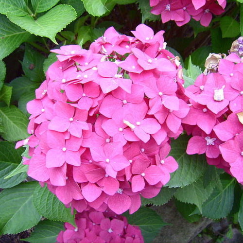 Hydrangea macrophylla ‘Little Pink’ - Hortensia