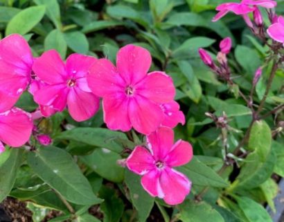 Phlox paniculata ‘Rijnstroom’