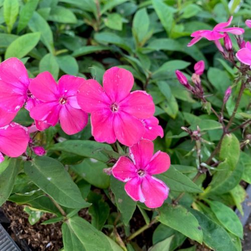 Phlox paniculata ‘Rijnstroom’ - Vlambloem