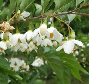 Styrax japonica - Storaxboom