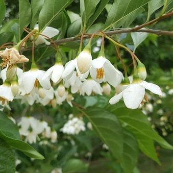 Styrax japonica - Storaxboom