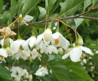Styrax japonica - Storaxboom