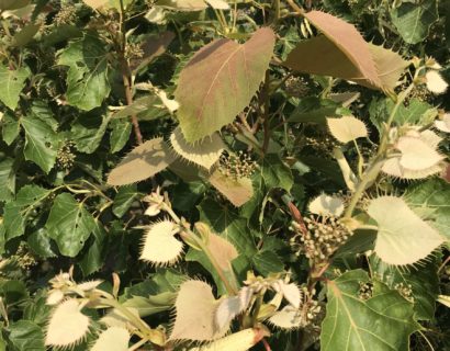 Tilia henryana - Chinese linde, Wimperlinde