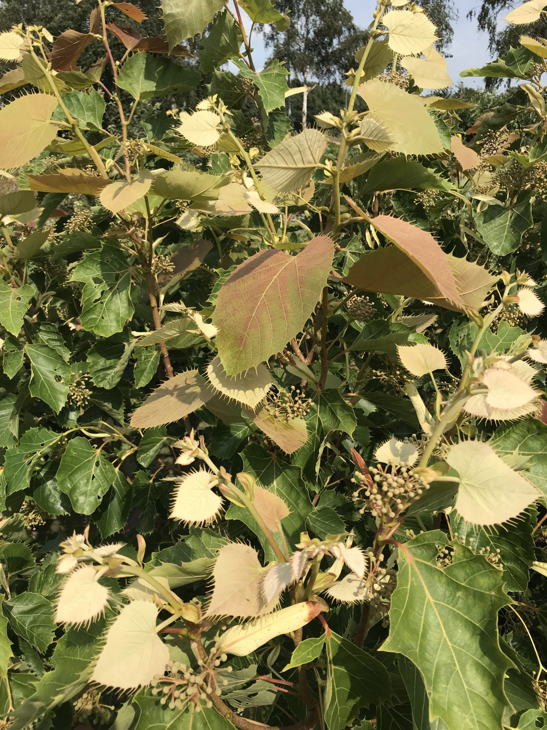 Tilia henryana - Chinese linde, Wimperlinde