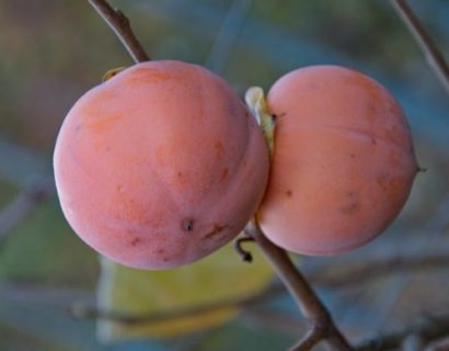 Diospyros kaki ‘Vaniglia’ - Kaki, lotus