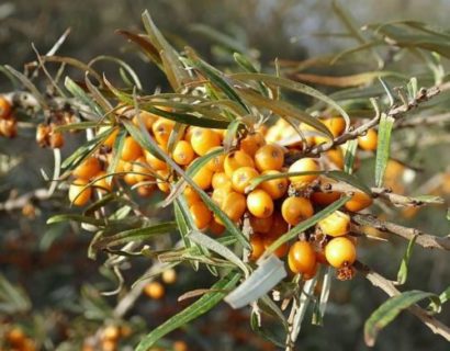 Hippophae rhamnoides ‘Hergo’ - Duindoorn