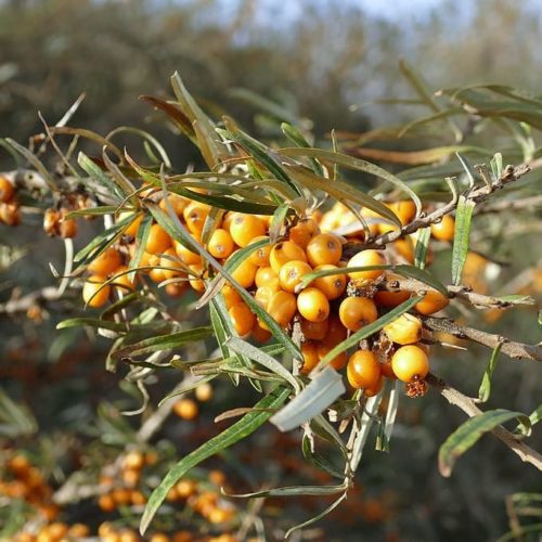 Hippophae rhamnoides ‘Hergo’ - Duindoorn