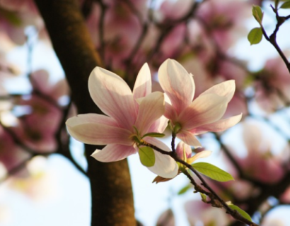 Magnolia brooklynensis ‘Woodsman’ - Beverboom