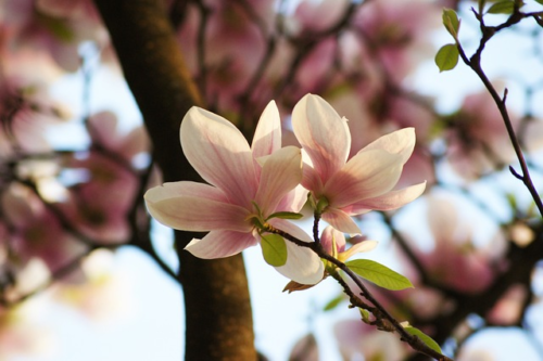 Magnolia brooklynensis ‘Woodsman’ - Beverboom