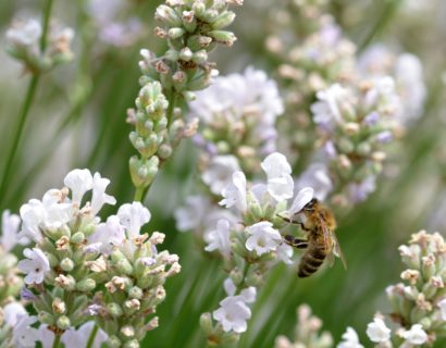 Lavandula angustifolia ‘Alba’