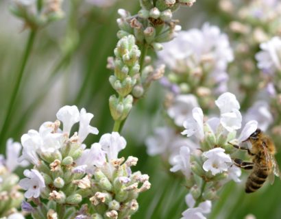 Lavandula angustifolia ‘Arctic Snow’ (grote pot) - Lavendel