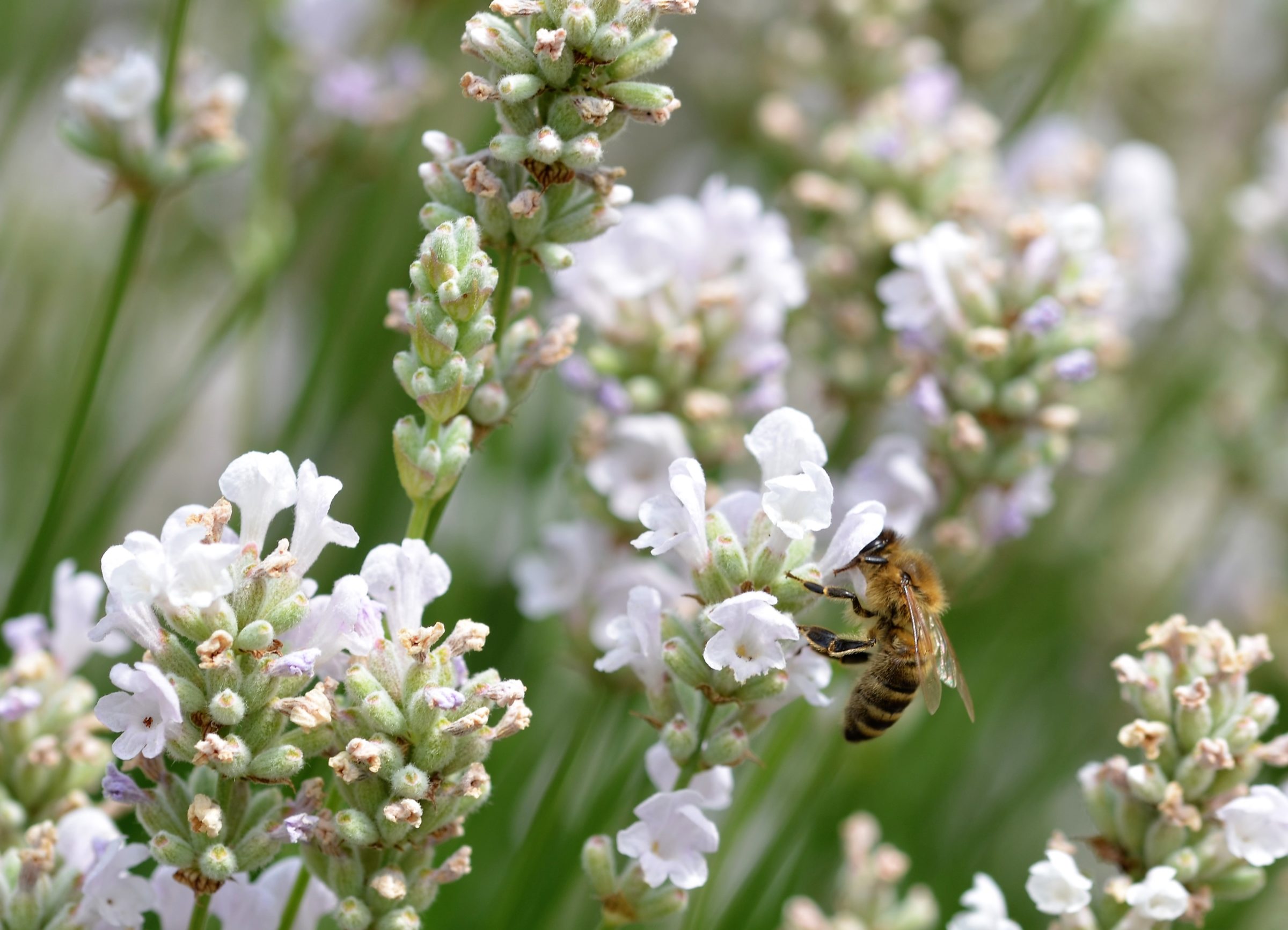 Lavandula angustifolia ‘Alba’ - lavendel