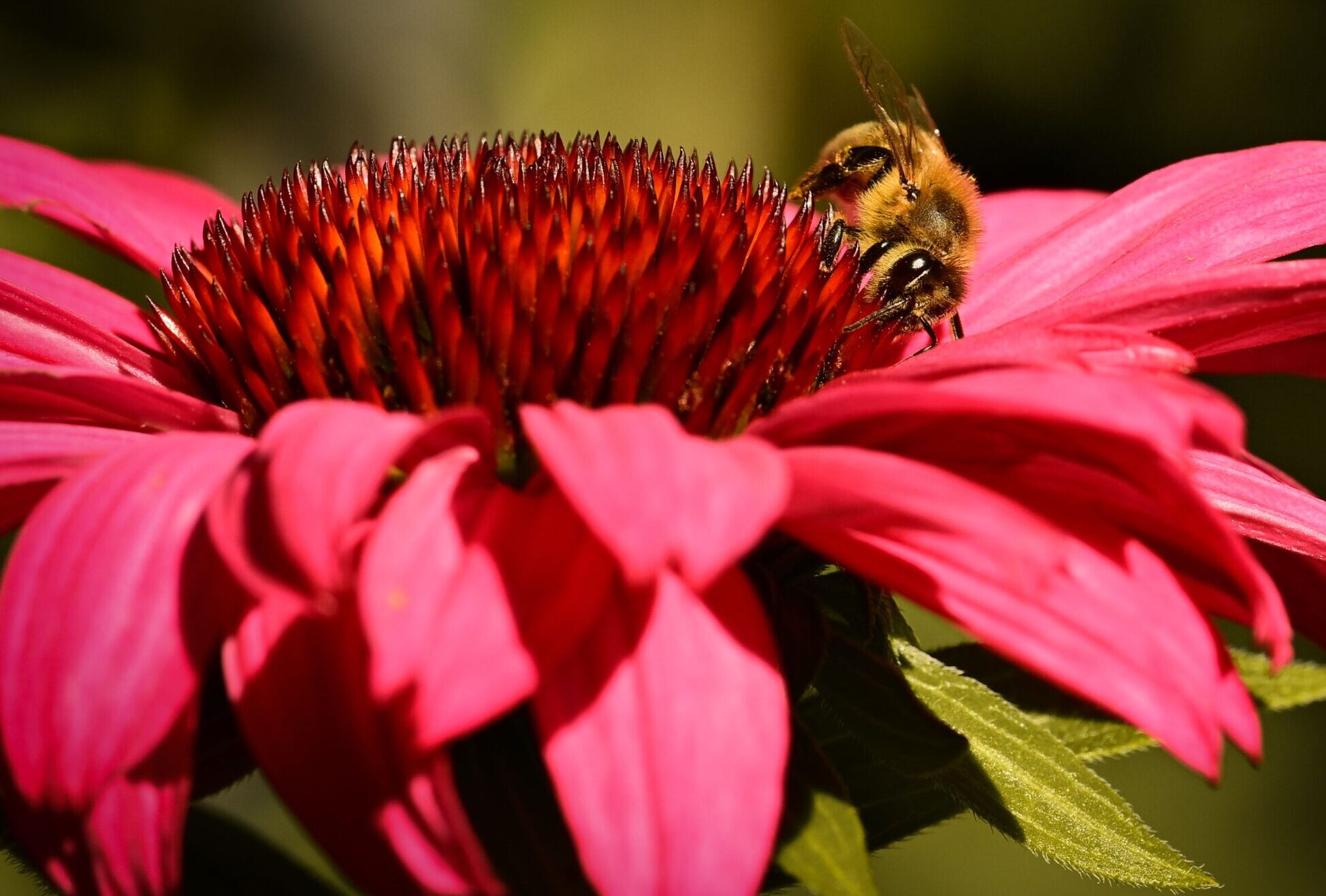 Echinacea ‘Sunseekers ‘Pink Grapefruit’ - Zonnehoed