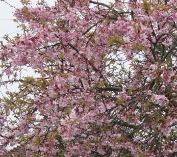 Prunus subhirtella ‘Autumnalis Rosea’ meerstammig - Sierkers