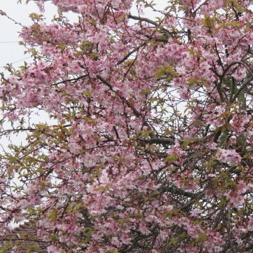 Prunus subhirtella ‘Autumnalis Rosea’ meerstammig - Sierkers