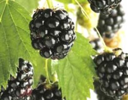 Rubus ‘Chester Thornless’ - Doornloze braam