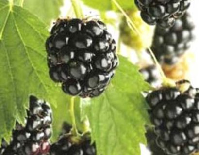Rubus ‘Chester Thornless’ - Doornloze braam