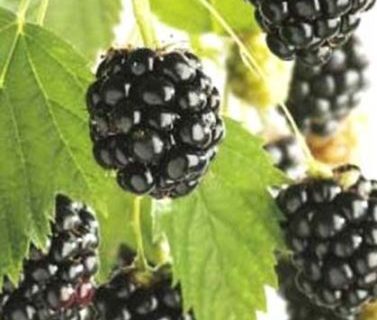 Rubus ‘Chester Thornless’ - Doornloze braam