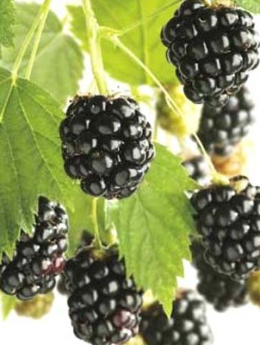 Rubus ‘Chester Thornless’ - Doornloze braam