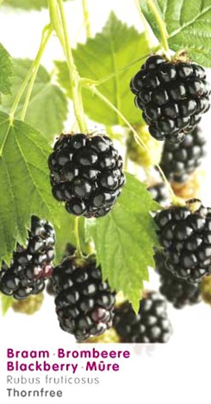 Rubus ‘Chester Thornless’ - Doornloze braam