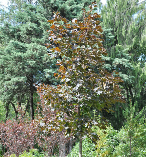 Acer platanoides ‘Royal Red’ - Roodbladige esdoorn