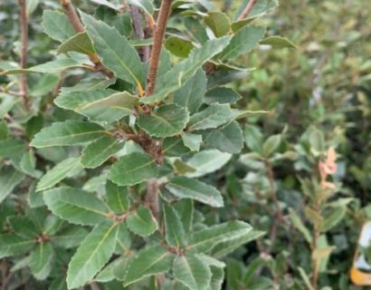 Quercus ilex - Steeneik