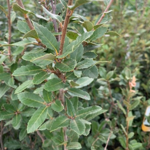 Quercus ilex - Steeneik