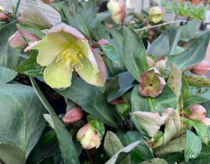 Helleborus Viv ‘Valeria’ (grote pot) - Kerstroos