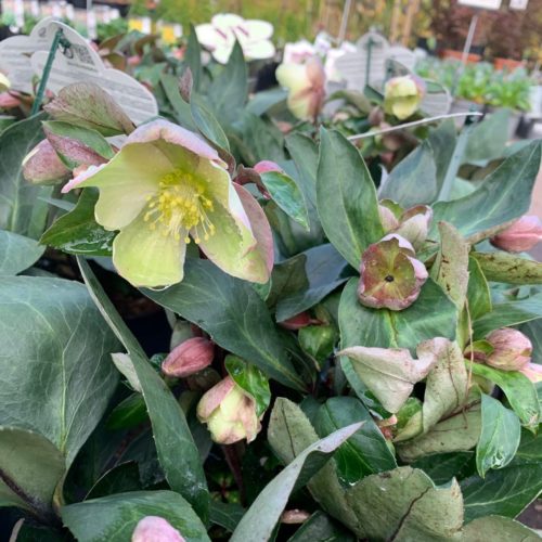 Helleborus Viv ‘Valeria’ (grote pot) - Kerstroos