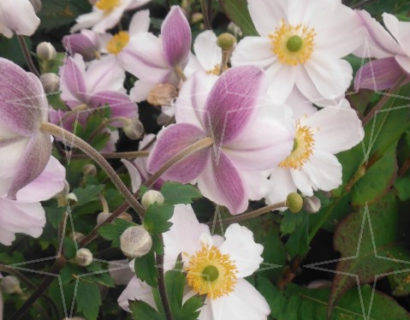 Anemone hybrida ‘Ruffled Swan’ - Herfstanemoon