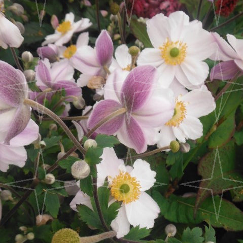 Anemone hybrida ‘Ruffled Swan’ - Herfstanemoon