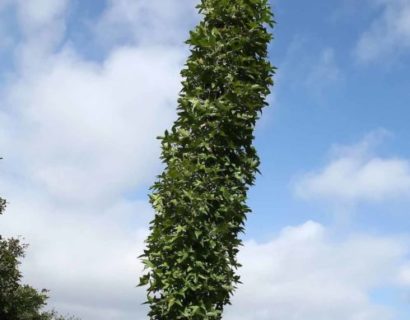 Liquidambar styraciflua ‘Slender Silhouette’ - Amberboom