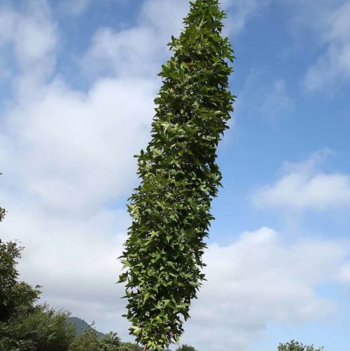 Liquidambar styraciflua ‘Slender Silhouette’ - Amberboom